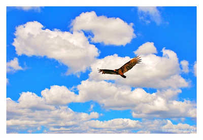 Vulture print Vulture 0001