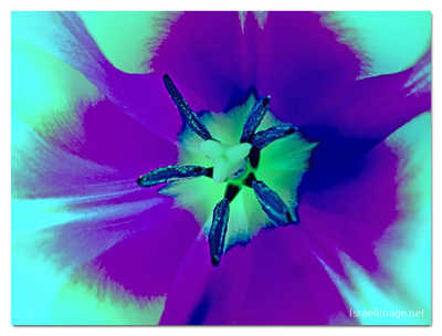 ABSTRACT FLORA print abstract flora  0004