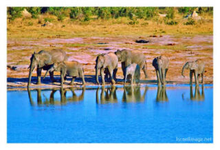 elephant 0003th elephant 0003