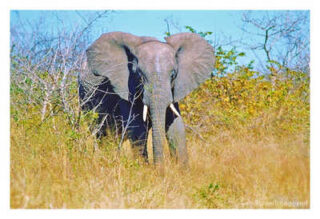 elephant 0004th elephant 0004