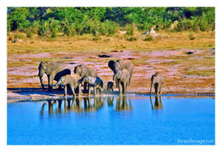 elephant 0005th elephant 0005