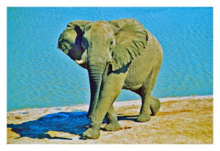 elephant 0006th elephant 0006