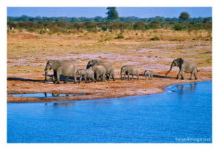 elephant 0007th elephant 0007