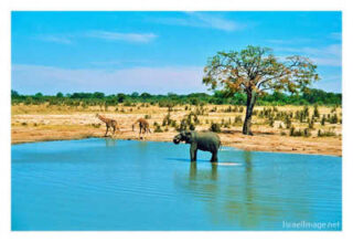 elephant 0009th elephant 0009