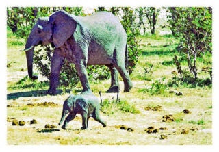 elephant 0010th elephant 0010