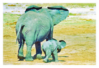 elephant 0012th elephant 0012