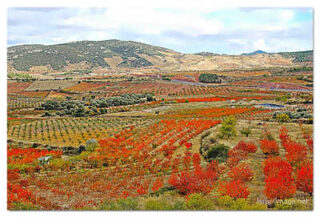 Spain Foliage 0005
