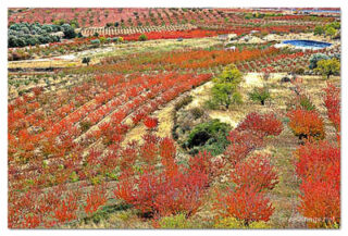 Spain Foliage 0006