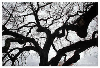 USA New York City Central Park Foliage 0002