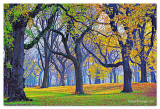 USA New York City Central Park Foliage 0003