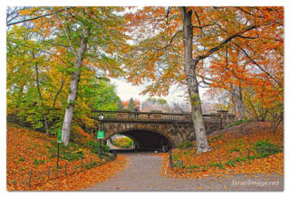 USA New York City Central Park Foliage 0005