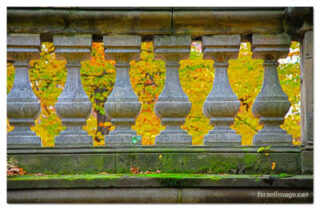 USA New York City Central Park Foliage 0006