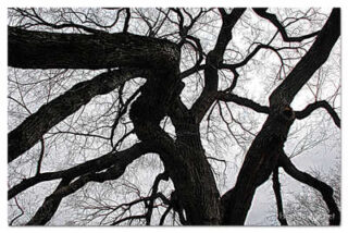 USA New York City Central Park Foliage 0007