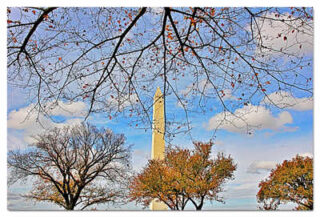 USA Washington DC Foliage 0011