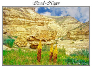Israel Negev 005