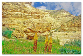 israel negev print Israel Negev 0004