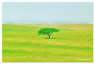 israel negev print Israel Negev 0009