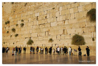 kotel man praying print Kotel Man Praying 0011